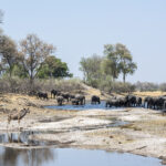 Impressionen Botswana Mietwagenrundreise – 4×4 Abenteuer für Selbstfahrer (10 Tage)