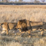 Impressionen Botswana Mietwagenrundreise – 4×4 Abenteuer für Selbstfahrer (10 Tage)