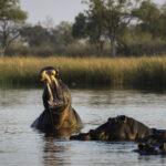 Impressionen Botswana Mietwagenrundreise – 4×4 Abenteuer für Selbstfahrer (10 Tage)