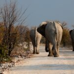 Impressionen Botswana Mietwagenrundreise – 4×4 Abenteuer für Selbstfahrer (10 Tage)