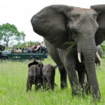 Impressionen Sabi Sabi Private Game Reserve